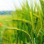 trigo